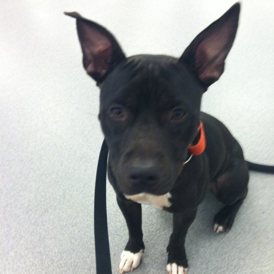 Nebraska Humane Society Animal Shelter in Omaha