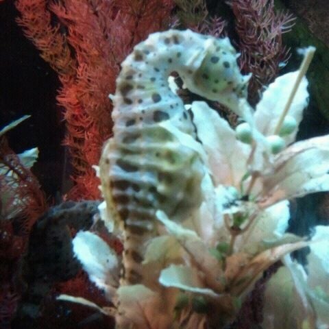 รูปภาพถ่ายที่ Sea Life Aquarium โดย Kimberly M. เมื่อ 9/5/2011
