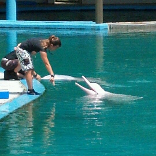 Foto diambil di Underwater World And Dolphin Lagoon oleh Florentinus T. pada 1/7/2012