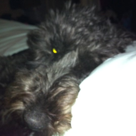 The Barking Lot 1 tip from 96 visitors