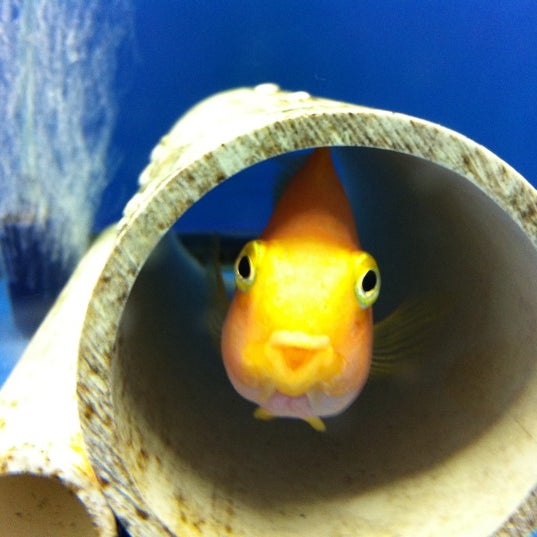 Photo taken at That Fish Place - That Pet Place by Alison B. on 1/16/2011