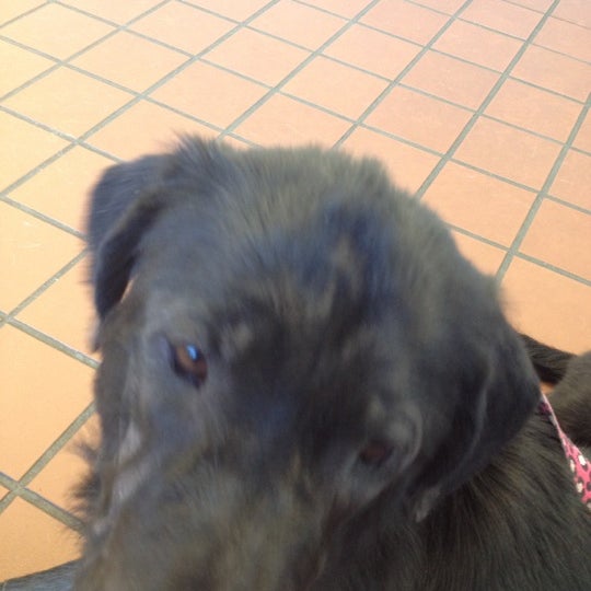 st mary's vca hospital