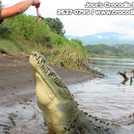 We have a tour running TOMORROW, September 04 at 12:00pm, please let us know if you would like to join us! 2637-0795 or info@crocodiletour.com