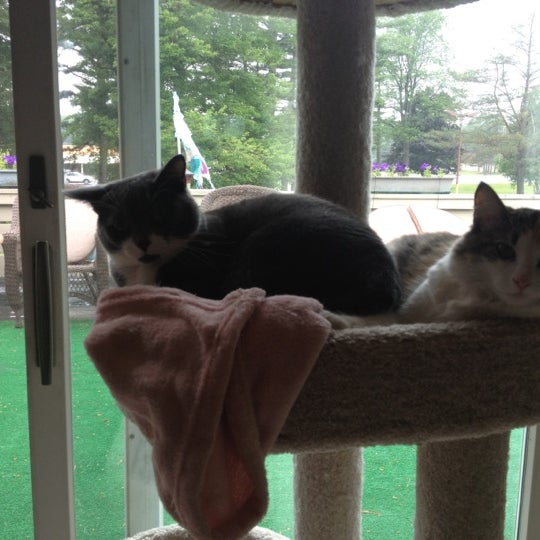 PetSmart Clifton Park, NY'da fotoğraflar