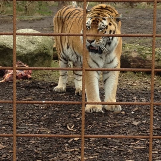Photos At Odense Zoo Zoo In Odense C