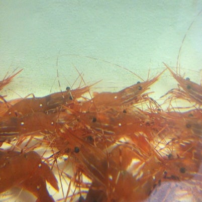 รูปภาพถ่ายที่ Aqua Best Seafood, Inc โดย Freeman เมื่อ 8/3/2012