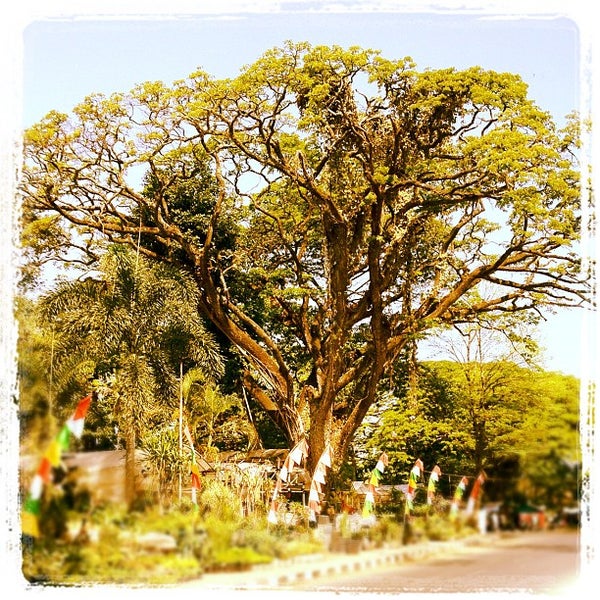 Photos At Pedagang Tanaman Hias Taman Cibeunying Bandung