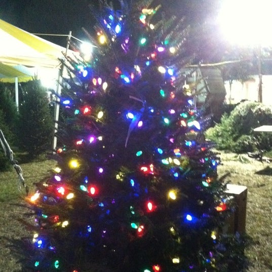 Photos At Severt S Christmas Trees Miscellaneous Shop In Gainesville