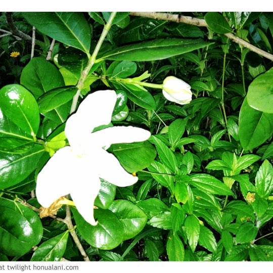 9/7/2012 tarihinde Jai R.ziyaretçi tarafından Honua Lani Gardens Kauai'de çekilen fotoğraf