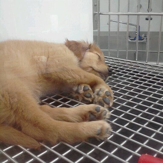 Photo taken at Petland Independence by Jessica S. on 6/24/2012