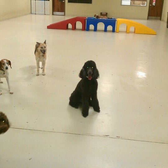 Animal House Pet Hotel & Spa Midtown 4 tips