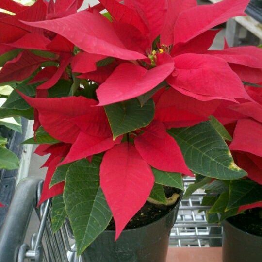 Blue Mount Nursery Flower Store in Ashburn