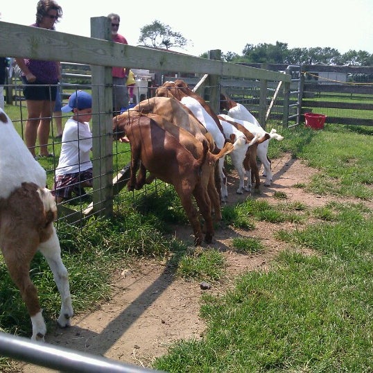 Photos at Pumpkin Patch Farm Stand Yaphank, NY