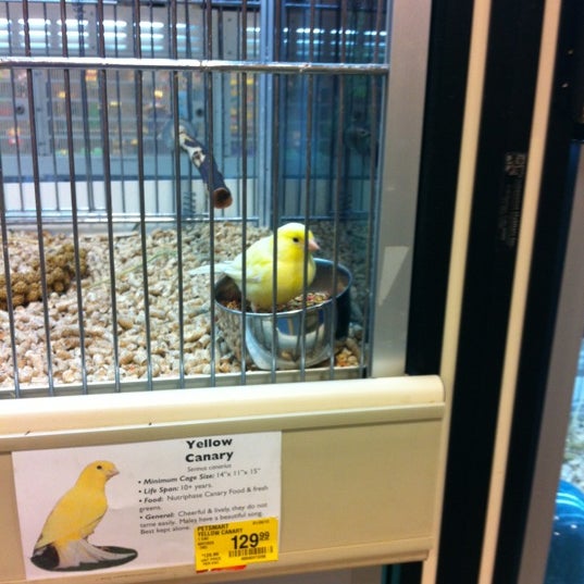 petsmart canary