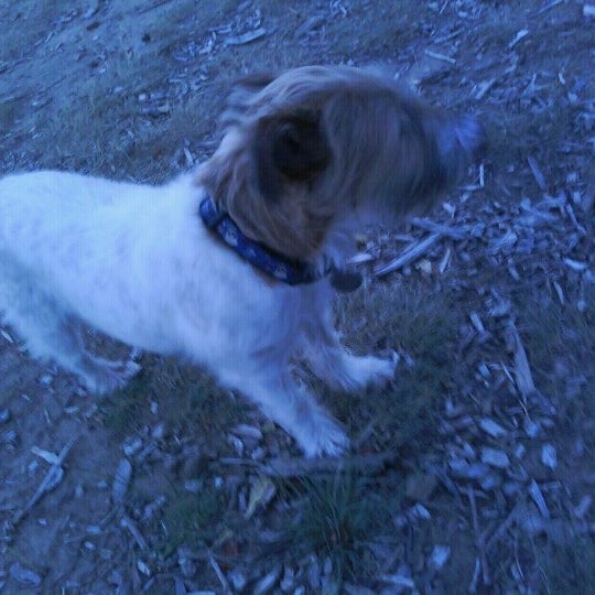 Grandview Dog Park Prides Crossing 1 tip from 73 visitors