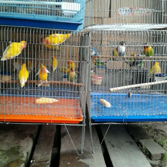 Photos At Toko Burung Aneka Satwa