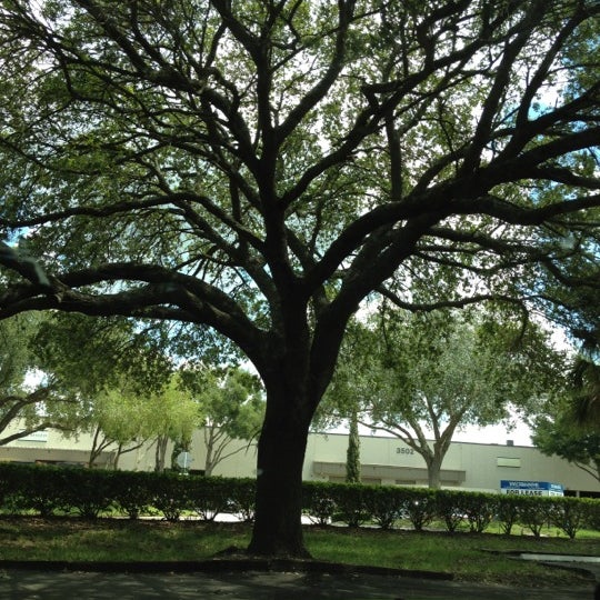 Queen trees. Queen trees