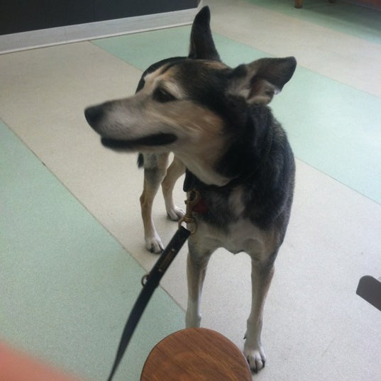 6/28/2012 tarihinde Mary M.ziyaretçi tarafından West Village Veterinary Hospital'de çekilen fotoğraf