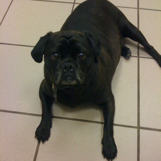 vca old trail animal hospital