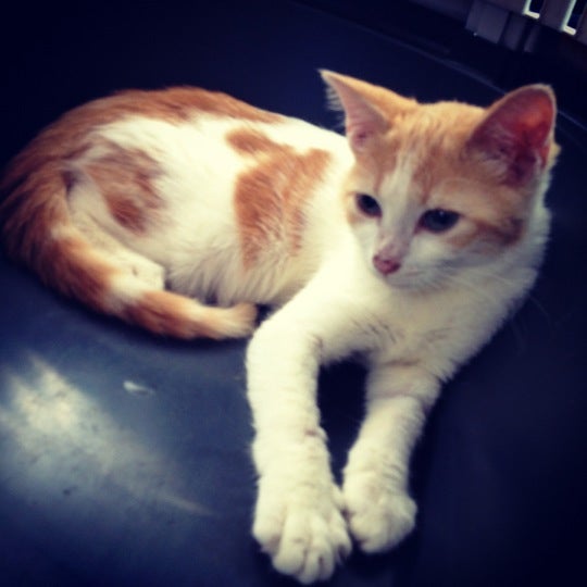 Dierenasiel Antwerpen Animal Shelter in Antwerpen