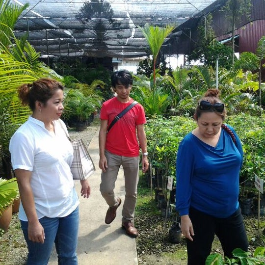 Kai Nguong Nursery Miri Sarawak