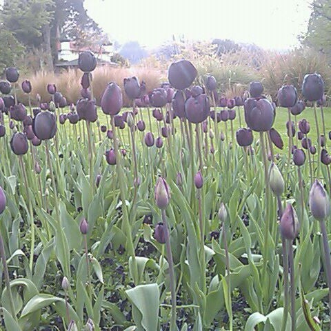 10/19/2011 tarihinde E-Nan L.ziyaretçi tarafından Dunedin Botanic Garden'de çekilen fotoğraf
