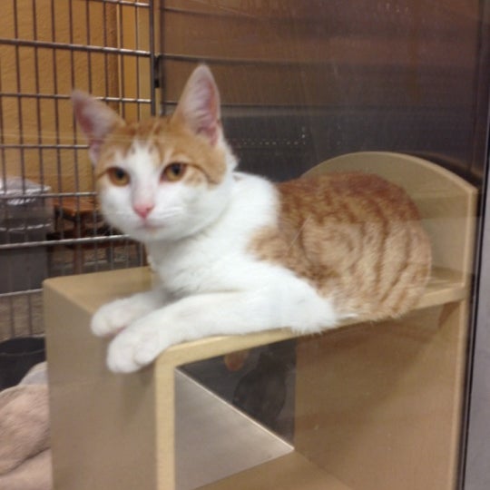 PetSmart Pet Supplies Store in Metairie