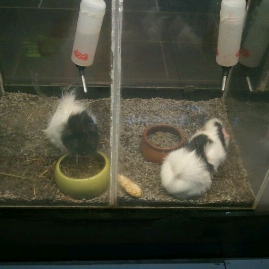 pet lover centre kembangan