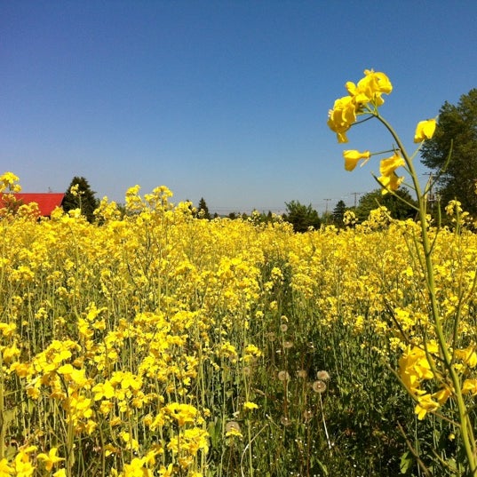 たきかわ菜の花まつり Now Closed 滝川市 北海道