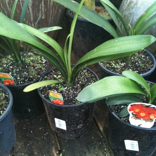 Flower Power Enfield Cafe Best Flower Site