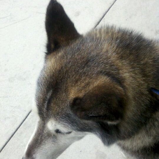 southgate dog and cat hospital