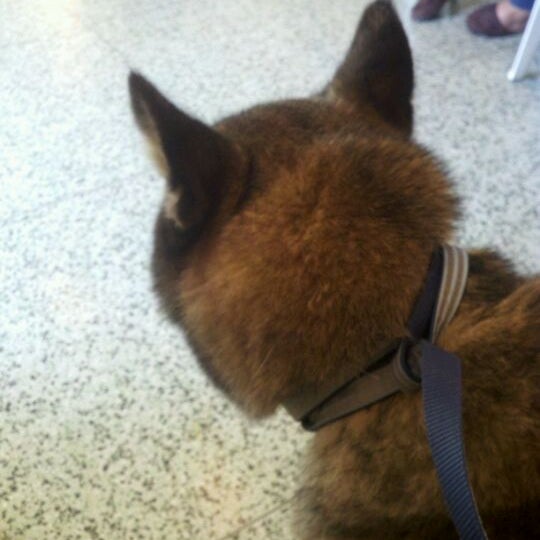 southgate dog and cat hospital