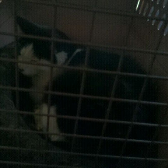 bellevue veterinary hospital