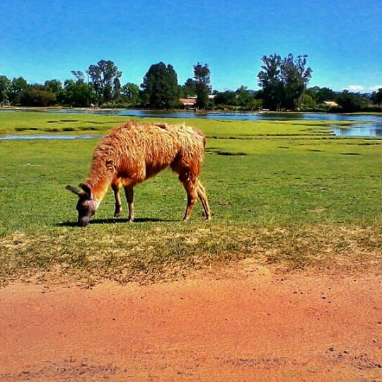 11/2/2011 tarihinde Caliel L.ziyaretçi tarafından Pampas Safari'de çekilen fotoğraf