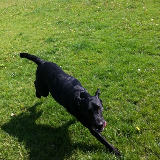 North dog