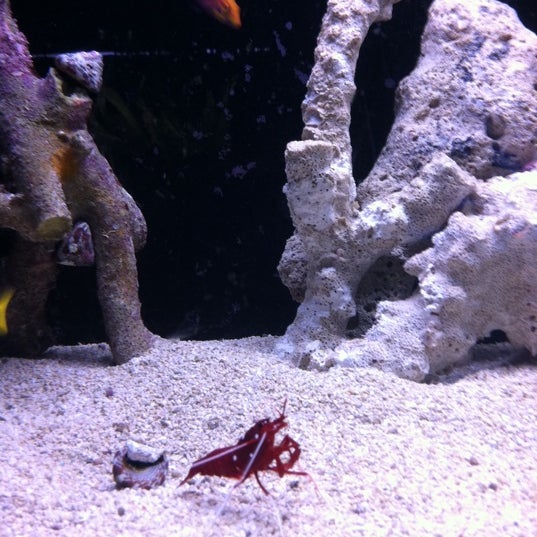 9/23/2011 tarihinde Diana C.ziyaretçi tarafından Old Town Aquarium'de çekilen fotoğraf
