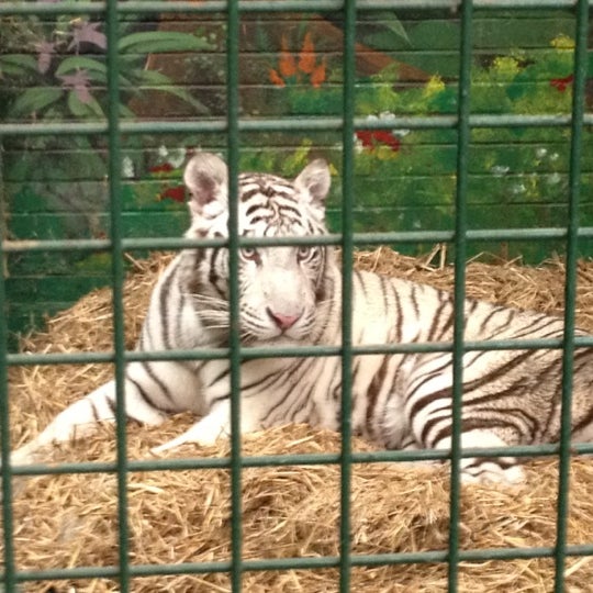 8/4/2012 tarihinde Chris S.ziyaretçi tarafından Hertfordshire Zoo'de çekilen fotoğraf
