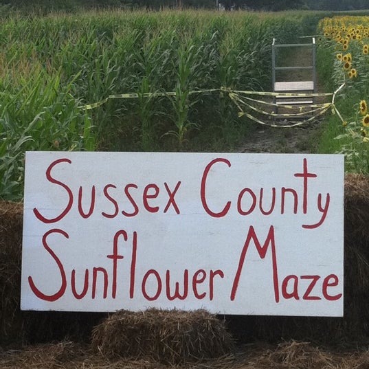 Photo taken at Sussex County Sunflower Maze by Raj S. on 8/18/2011