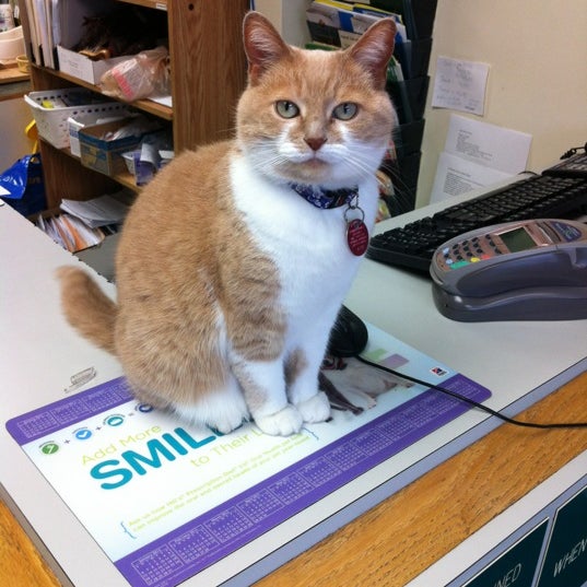 Merivale Cat Hospital Carlington 1 tip