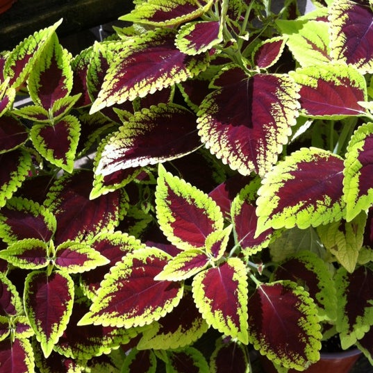 Turner Hardware Beaches Inc. Beaches Jacksonville Beach, FL