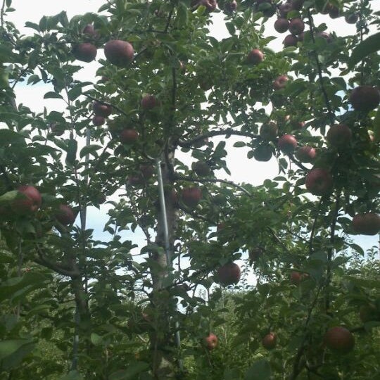 รูปภาพถ่ายที่ Soons Orchards โดย Danny M. เมื่อ 9/25/2011