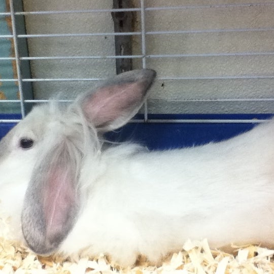 Photos At Petland Discounts Ozone Park 2 Tips