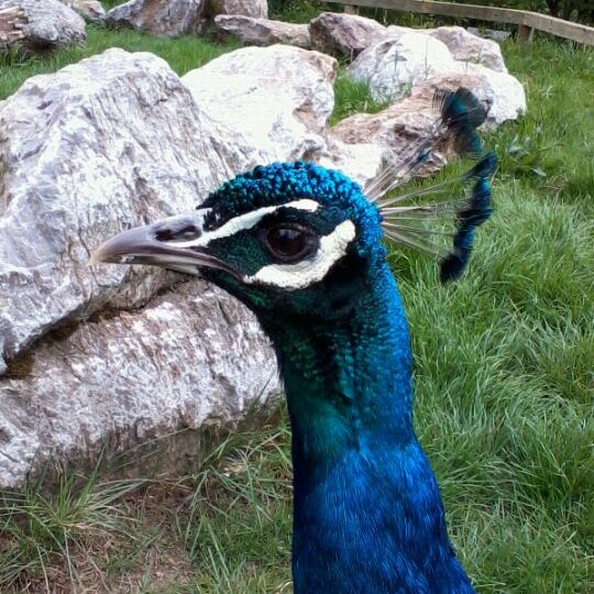 Снимок сделан в Dartmoor Zoological Park пользователем Mrs i. 5/14/2011