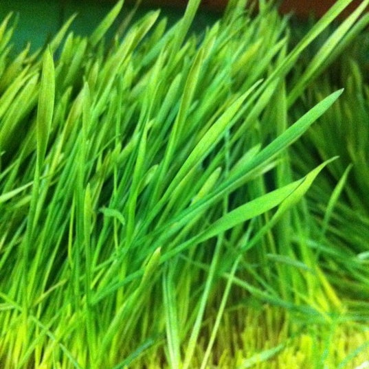 Wheatgrass!