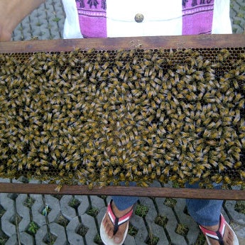 12/3/2011 tarihinde Aster K.ziyaretçi tarafından Big Bee Farm (Pattaya)'de çekilen fotoğraf