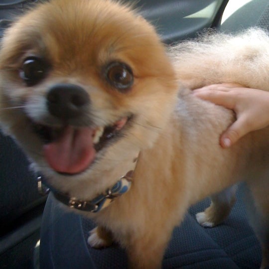 Petco Pet Supplies Store in Boardman