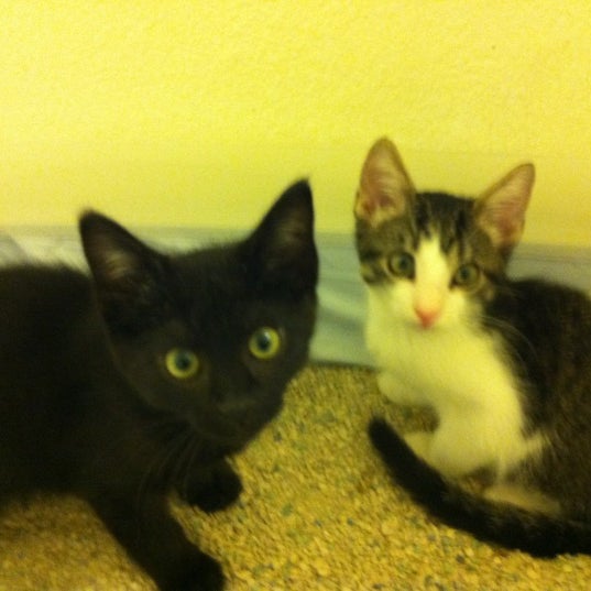 mountain home humane society