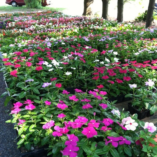 Lew S Farm Market Moorestown Township Nj