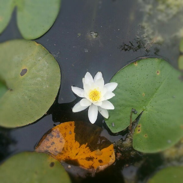 Photos At University Of Fribourg Botanic Garden Botanical Garden