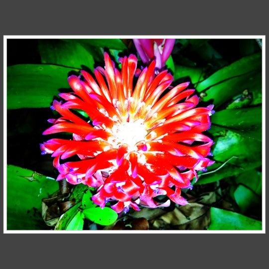 9/6/2012 tarihinde Jai R.ziyaretçi tarafından Honua Lani Gardens Kauai'de çekilen fotoğraf